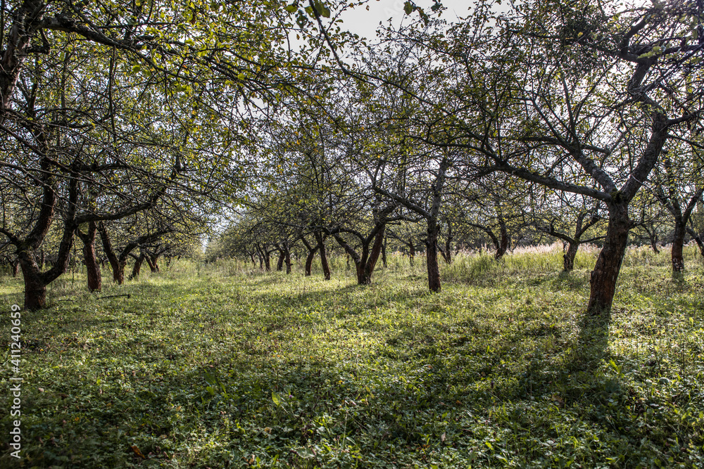An old abandoned garden. Apple trees with painful trunks. The dried leaves fall on the green grass. The autumn harvest of apples is collected. An old abandoned garden. Apple trees with painful trunks. The dried leaves fall on the green grass. The autumn harvest of apples is collected.