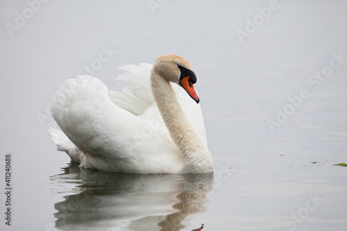 Mute Swan  Cygnus olor  close displaying view