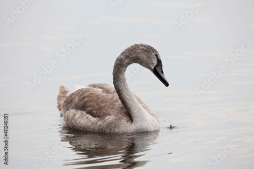 Juvenile Mute Swan, Cygnus olor, swimming on pond