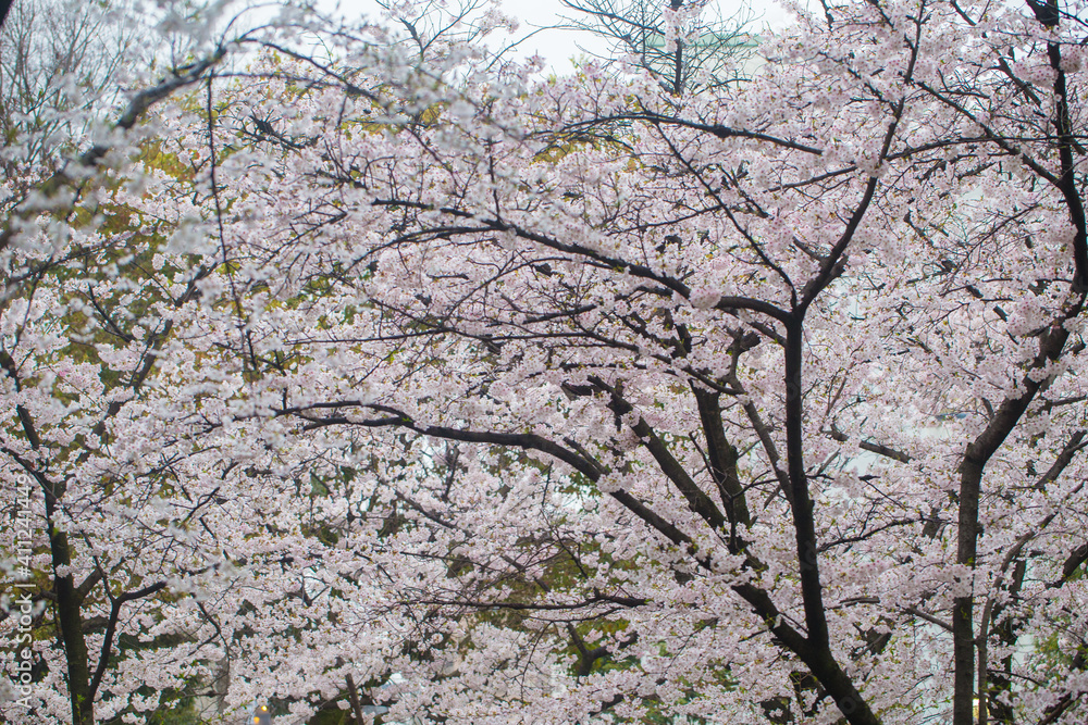 Sakura pink blossom flower on tree branch Sakura pink blossom flower on tree branch