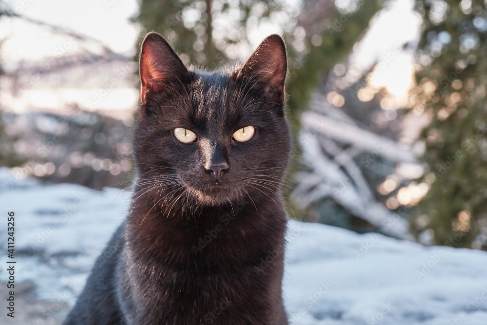 Half-length portrait of a wild black cat looking at the camera