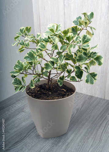 Ficus Triangularis is an evergreen perennial shrub of the Mulberry family photo