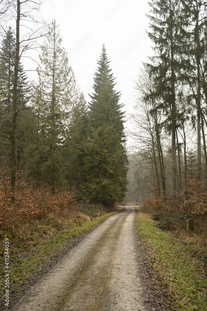 Tujabaum mit Waldweg im Winter