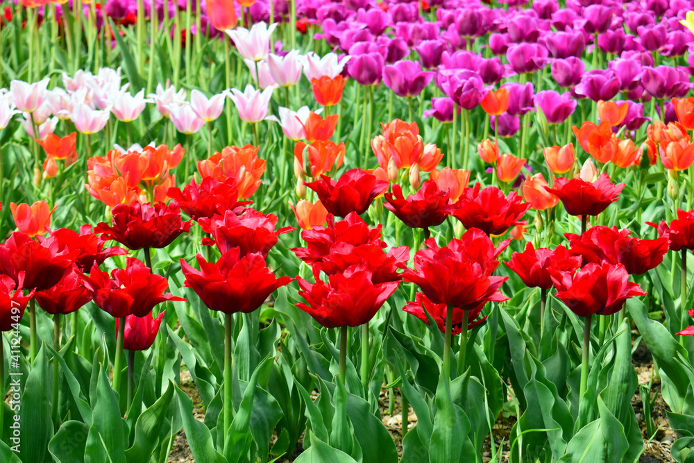 Obraz premium many colorful tulips close-up, different varieties of tulips, bright spring flowers, background image, selective focus, beautiful image, flowers for the holiday