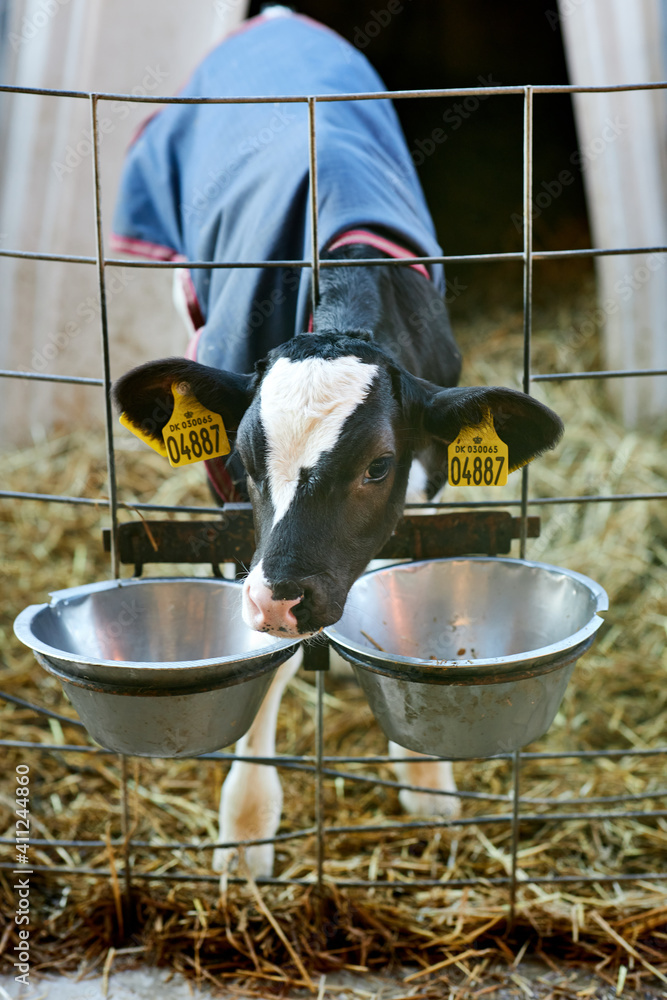 Calv In A White Plastic Calfhutch, On Straw And With Sunshine Calf Care ...