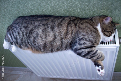 Furry striped pet cat lying on warm radiator relaxes