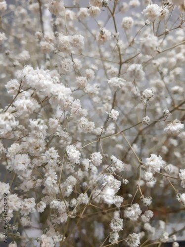 Gentle gypsophila