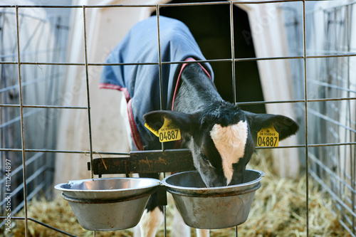 Calv in a white plastic calfhutch, on straw and with sunshine
Calf Care. Dairy farm management and calf feeding. Feeding roughage and concentrate for dairy calves in a dairy farm.
 photo