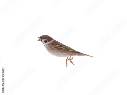 Jumping sparrow isolated on white background