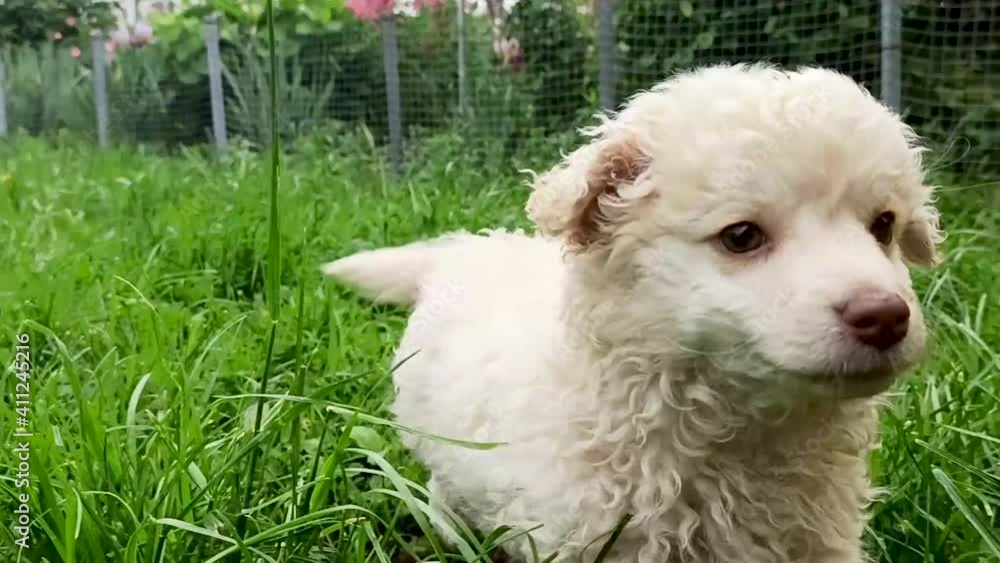 A small curly-haired white puppy runs to the call of its owner in the backyard garden. Green lawn, hanging clothes on clothesline in the background. Close-up shot of mixed breed dog to advertise A small curly-haired white puppy runs to the call of its owner in the backyard garden. Green lawn, hanging clothes on clothesline in the background. Close-up shot of mixed breed dog to advertise
