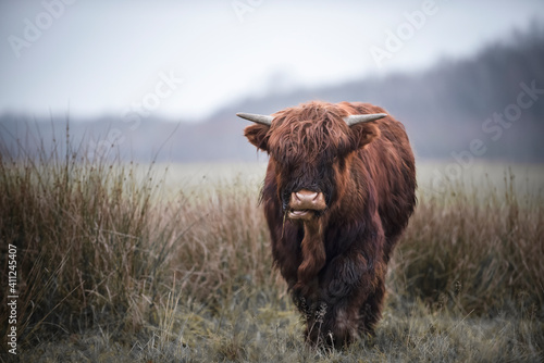 Highland cow