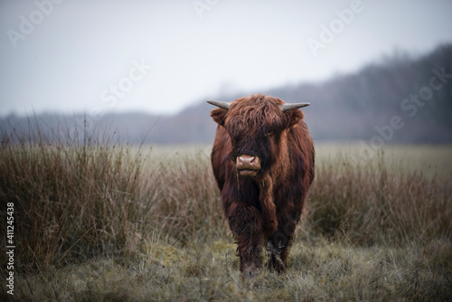 Highland cow