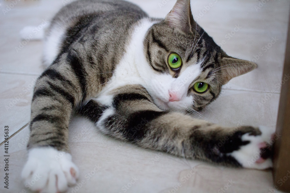 Domestic cat with bright green eyes lies on floor posing