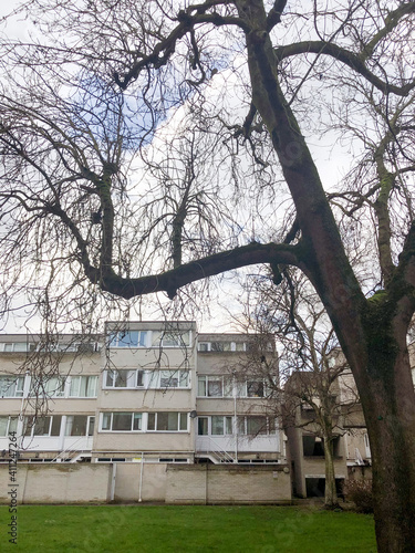 A bare tree stands in front of a block of flats.