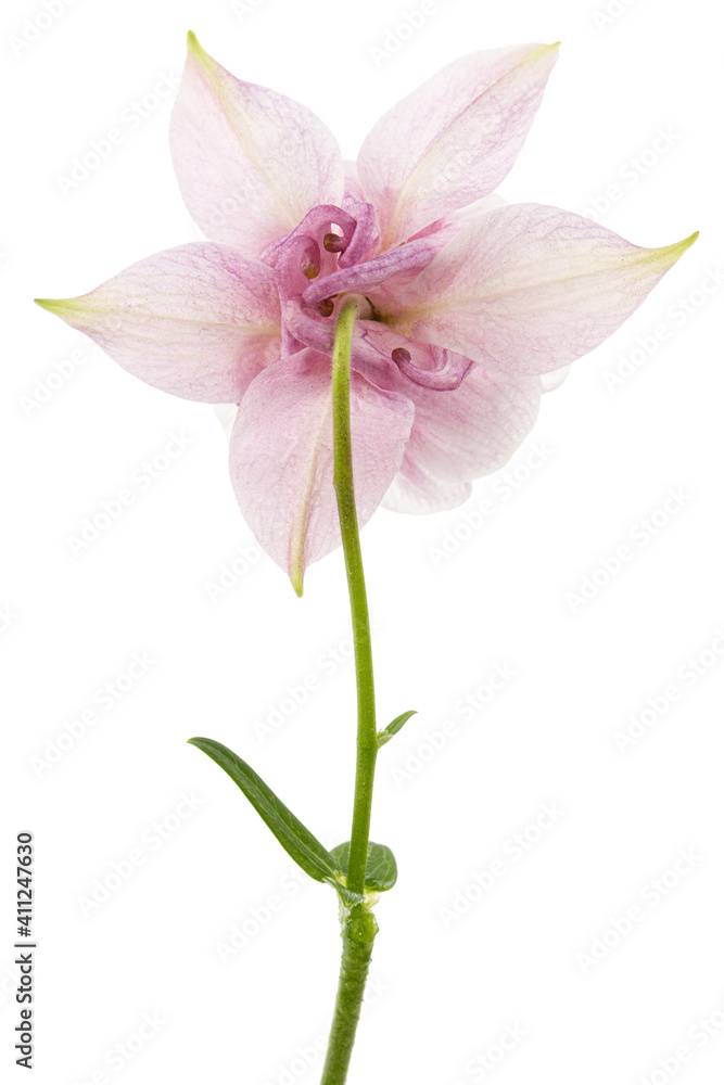 Rosy flower of aquilegia, blossom of catchment closeup, isolated on white background
