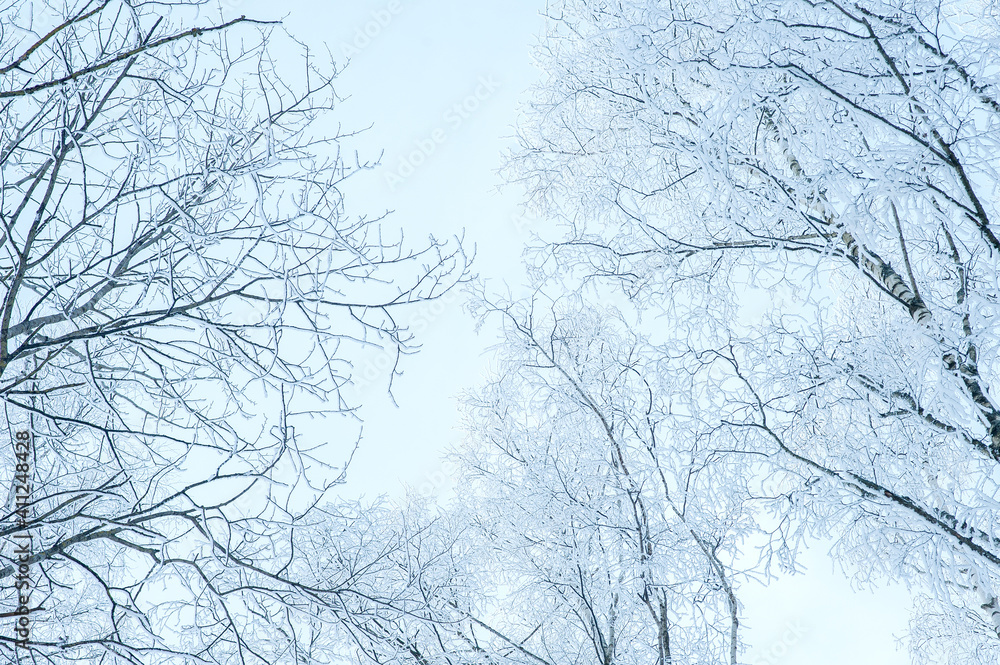 The tops of the trees in the snow and frost. Freezing day. The tops of the trees in the snow and frost. Freezing day.