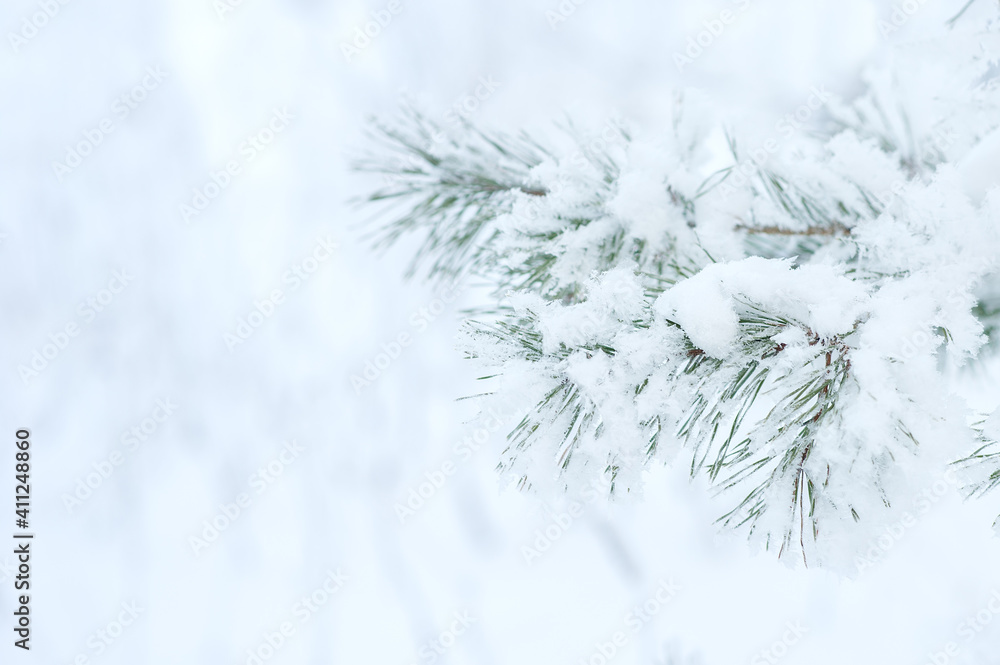 Winter background. A coniferous tree in hoarfrost and snow Winter background. A coniferous tree in hoarfrost and snow