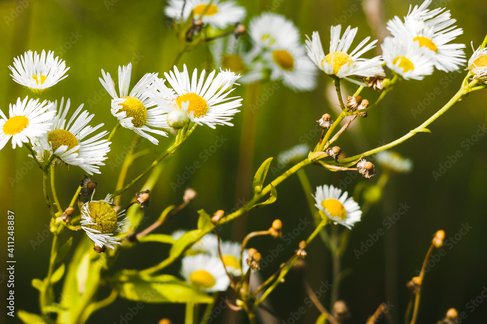 Macrophoto of wild chrysanthemums. The flowers follow the rays of the sun. Macrophoto of wild chrysanthemums. The flowers follow the rays of the sun.