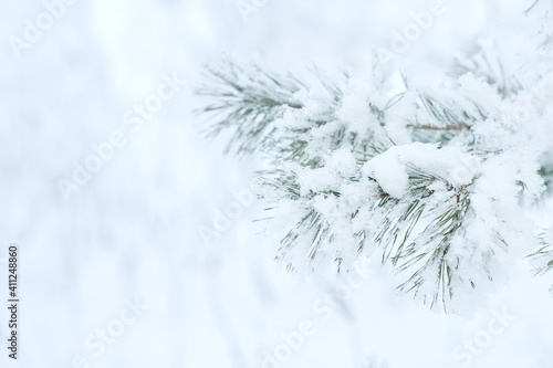 Winter background. A coniferous tree in hoarfrost and snow © Юлия Васильева