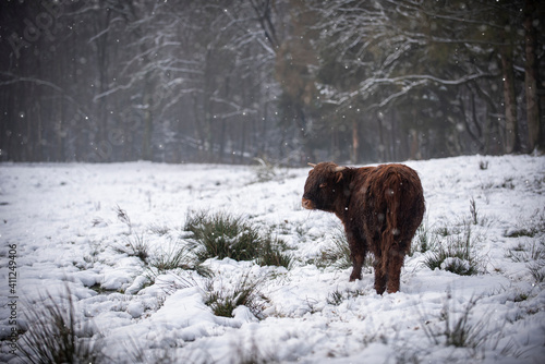 Highland cow in winterwonderland © Danique