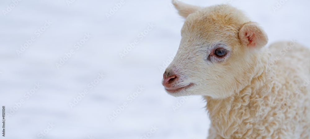 Fototapeta premium One day old Easter lamb from a Slovak farm. Tiny lamb in the winter landscape. Banner photo.