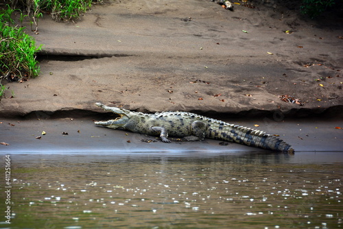 alligator in the river