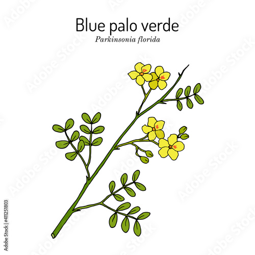 Blue palo verde Parkinsonia florida , edible and ornamental plant