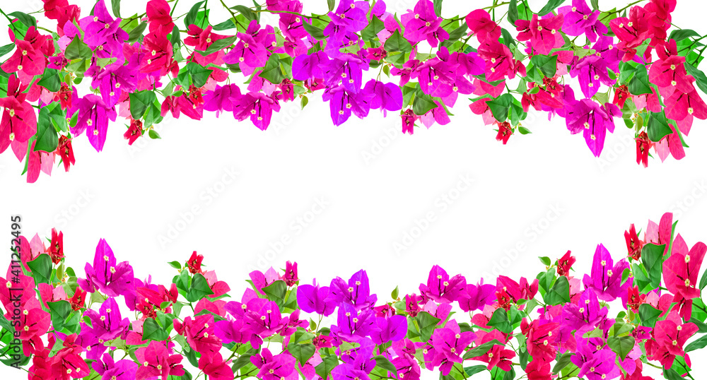 Bougainvillea flower frame on white background ,Provincial flower of phuket thailand Bougainvillea flower frame on white background ,Provincial flower of phuket thailand