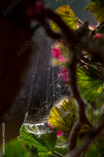 spider web with dew drops