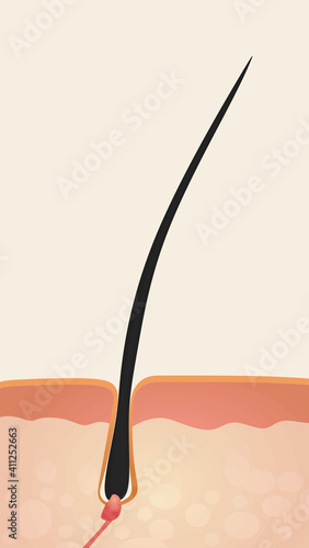 Human hair isolated. vector illustration