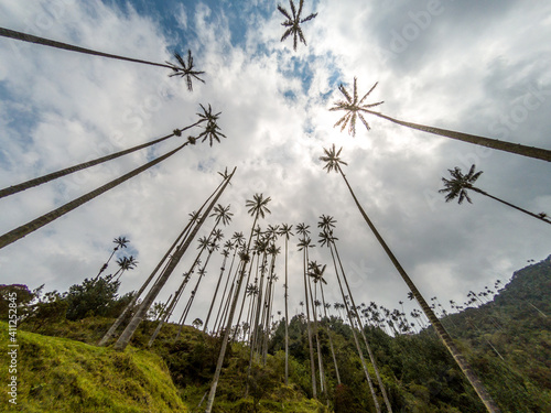 palm trees, cocora
