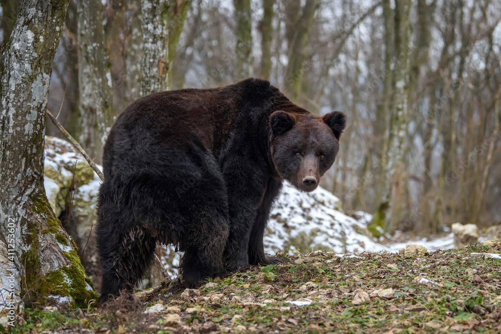Wild adult Brown Bear (Ursus Arctos) in the winter forest Wild adult Brown Bear (Ursus Arctos) in the winter forest