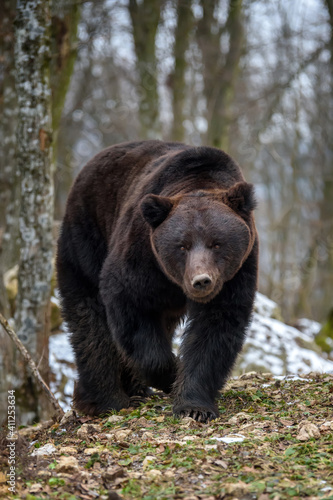 Wallpaper Mural Wild adult Brown Bear (Ursus Arctos) in the winter forest Torontodigital.ca