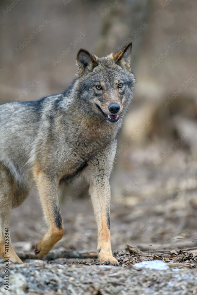 Fototapeta premium Close up wolf in winter forest background