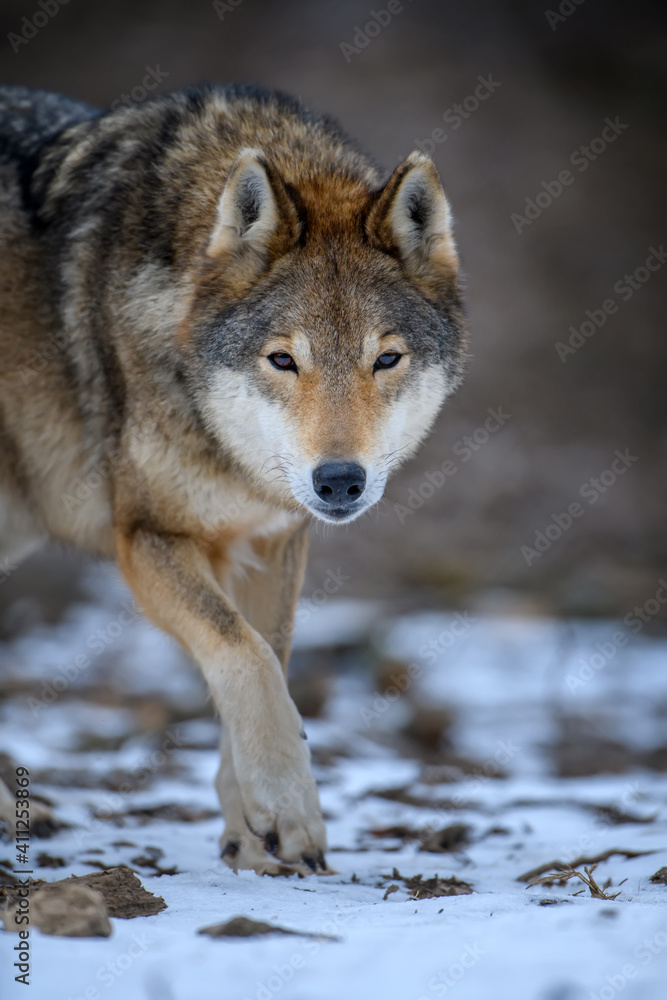 Fototapeta premium Close up wolf in winter forest background
