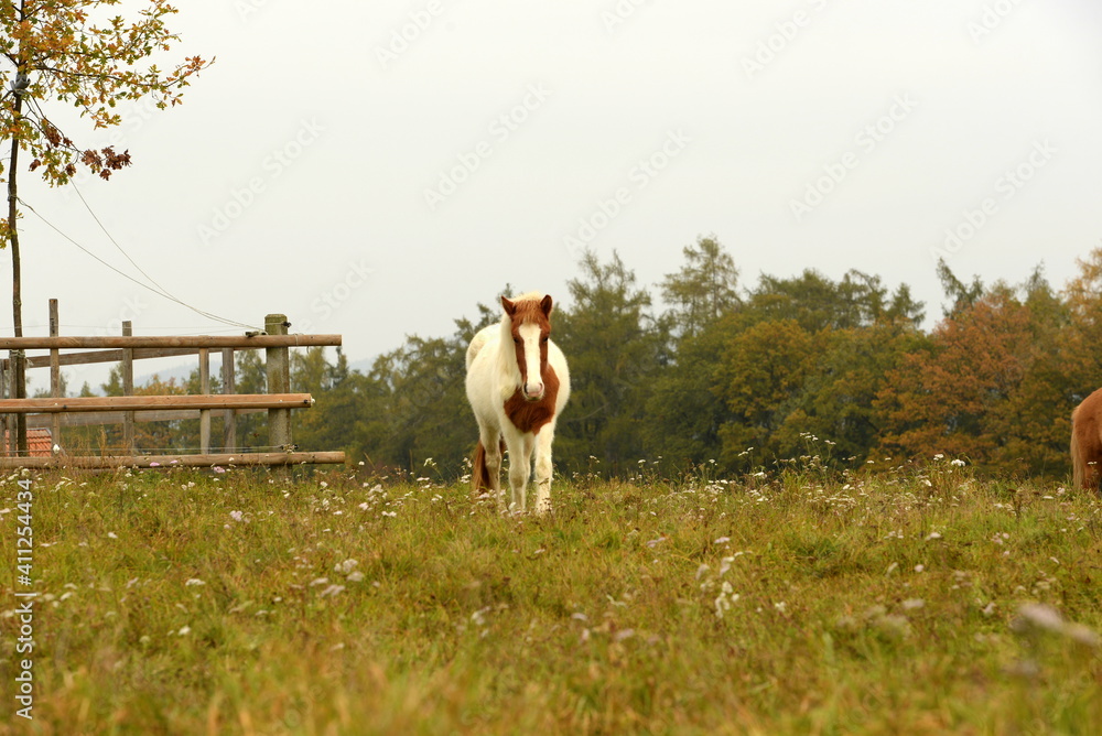 Obraz premium Islandpferde auf der herbstlichen Wiese