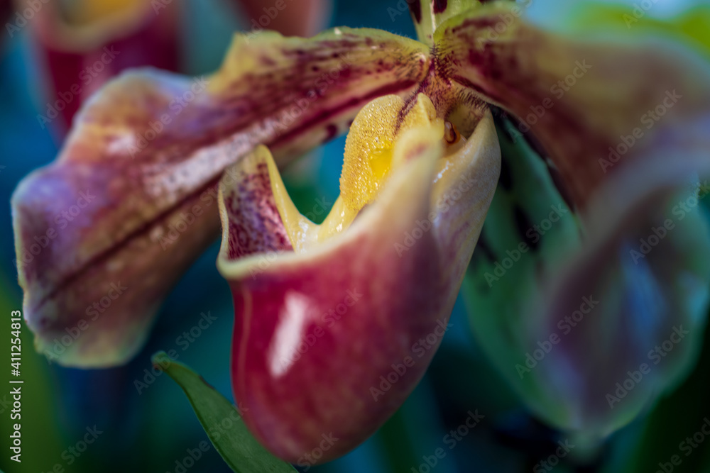 Orchideen in Wangen bei Zürich Orchideen in Wangen bei Zürich