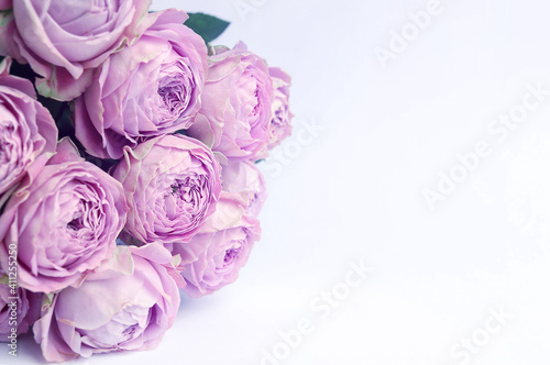 Bouquet of purple roses on white background with copy space.. Valentine's Day card. Mother's day greeting card.