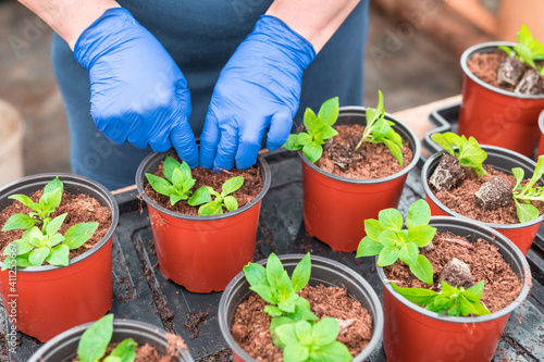 Woman gardener replanting petunia seedlings into plant pots