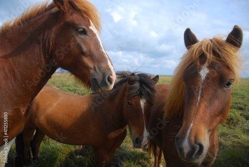 Fototapeta Naklejka Na Ścianę i Meble -  three wild icelandic horses in the field