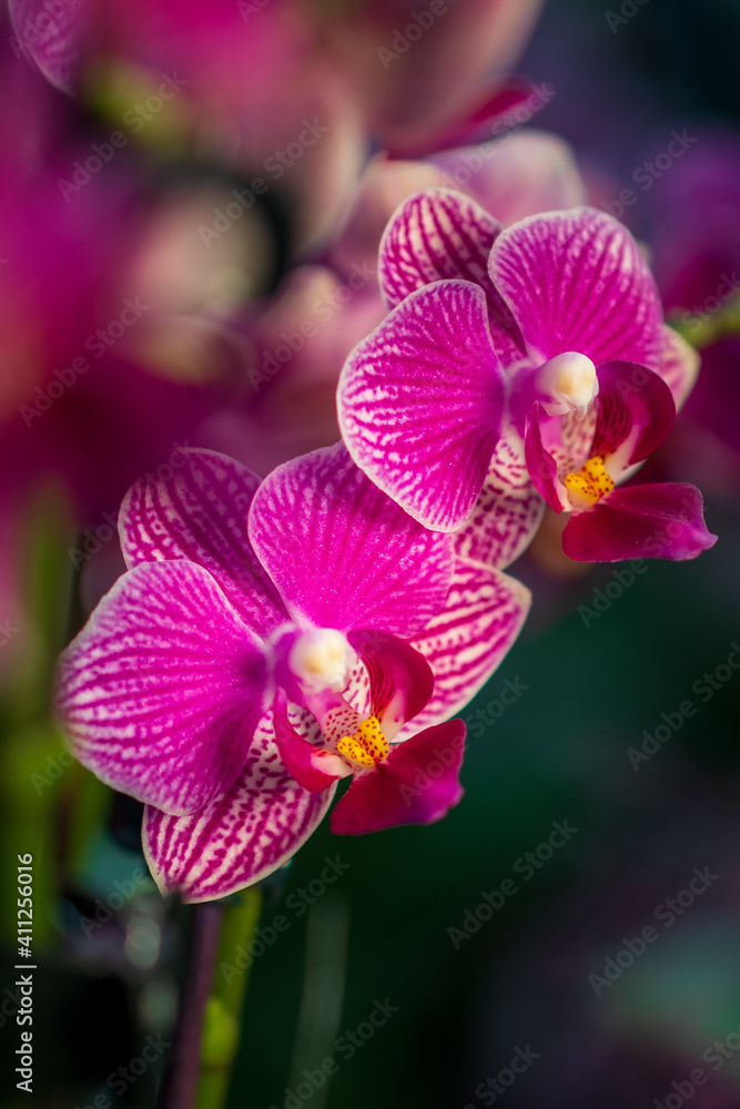 Orchideen in Wangen bei Zürich Orchideen in Wangen bei Zürich