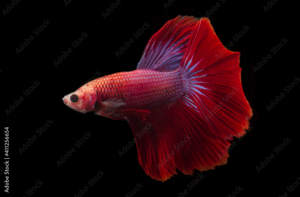 siamese fighting fish siamese fighting fish