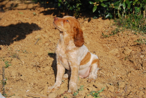 Epagneul breton dog puppy sitting in the field