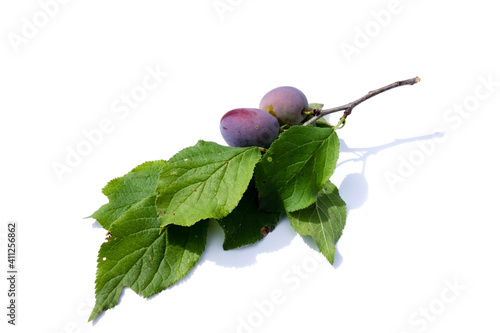 Blue plums on the branch with green leaves isolated on white background