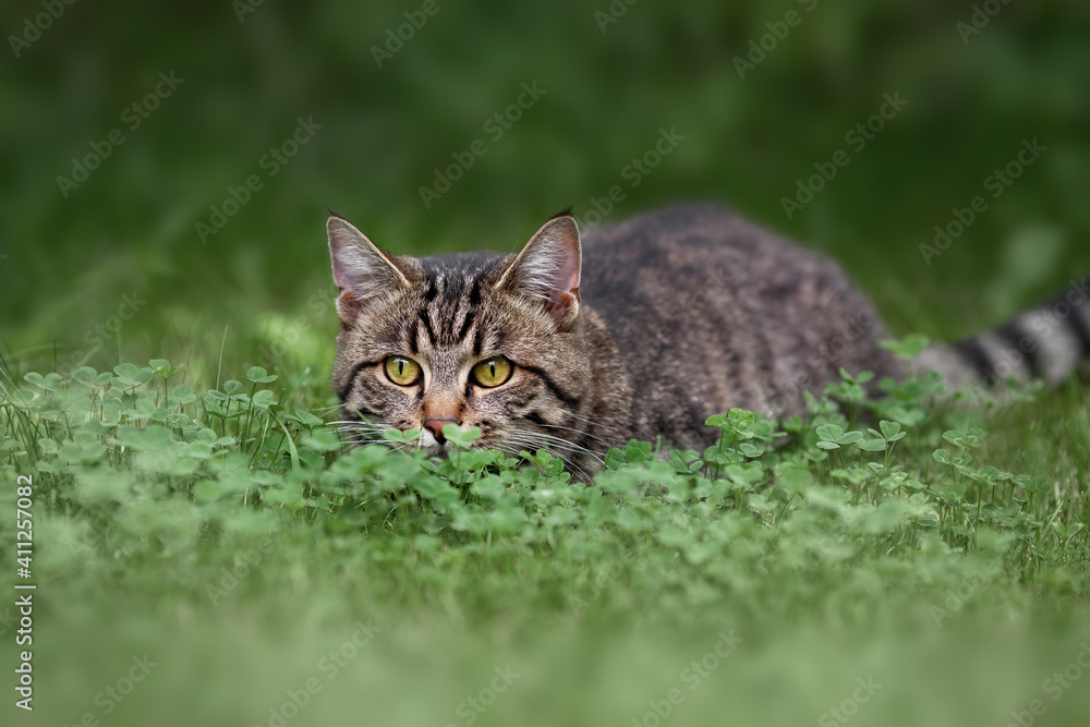Tabby domestic cat hunting in the green grass