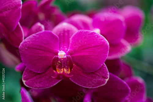 Orchideen in Wangen bei Z  rich