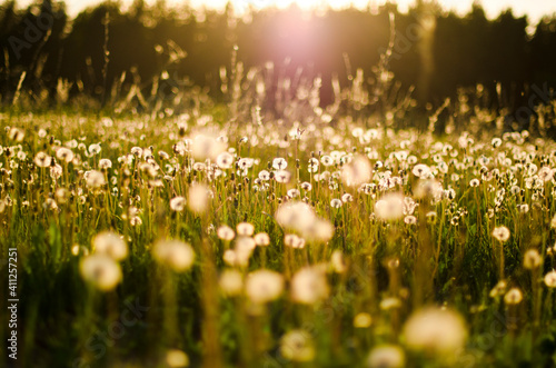 grass and sun