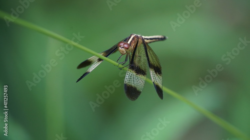 dragonfly on a leaf