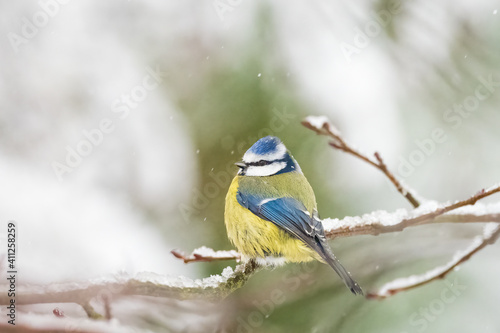 Blue Tit in the Snow perched on a branch looking left with a green and white bokeh background Yorkshire England  © Barry