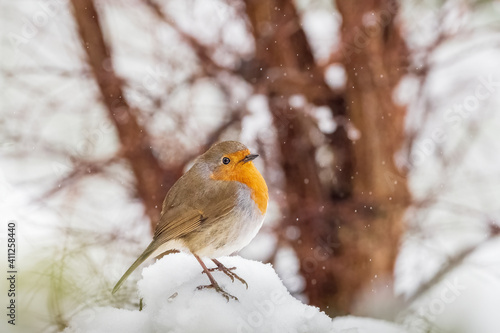 European Robin with out of focus tree in the snow looking for bird food